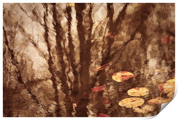 Pond Reflections Print by david harding
