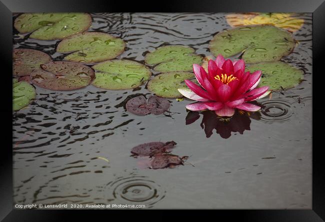 Lotus flower in a pond during rain Framed Print by Lensw0rld 