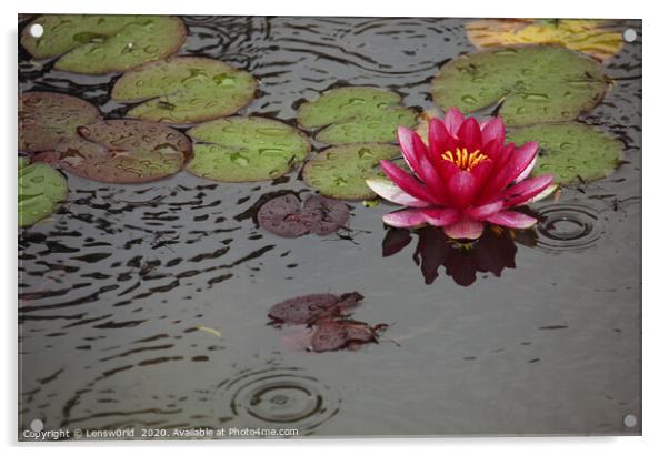 Lotus flower in a pond during rain Acrylic by Lensw0rld 