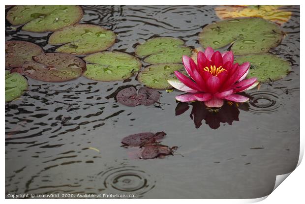 Lotus flower in a pond during rain Print by Lensw0rld 