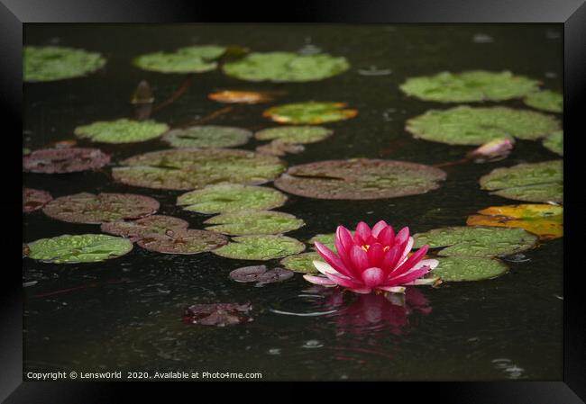 Lotus flower in a pond during rain Framed Print by Lensw0rld 