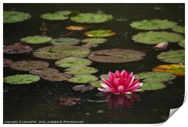 Lotus flower in a pond during rain Print by Lensw0rld 