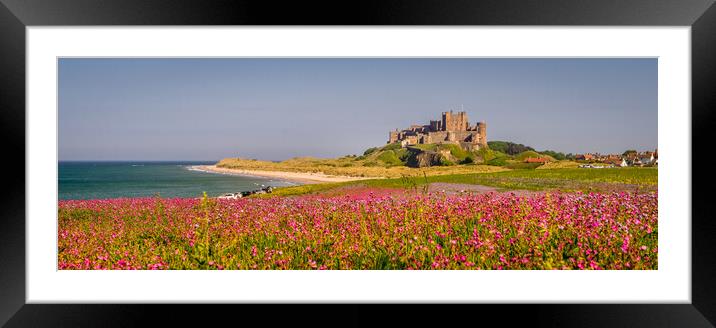 Panorama of Bamburgh Castle from the campion field Framed Mounted Print by Naylor's Photography