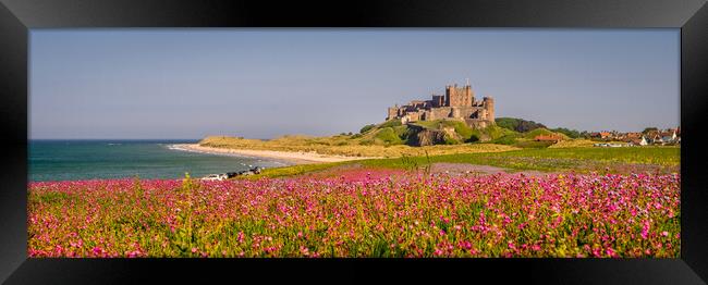 Panorama of Bamburgh Castle from the campion field Framed Print by Naylor's Photography