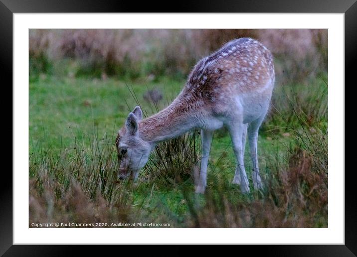 Young Roe Deer Framed Mounted Print by Paul Chambers
