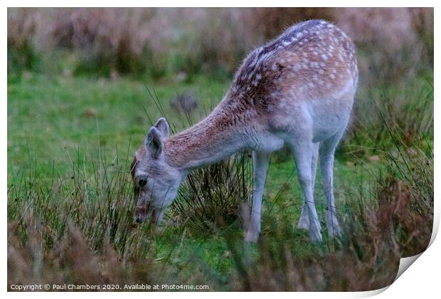 Young Roe Deer Print by Paul Chambers