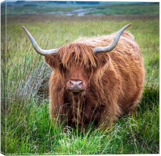 Hairy Coo-Highland Cattle Canvas Print by Phil Reay