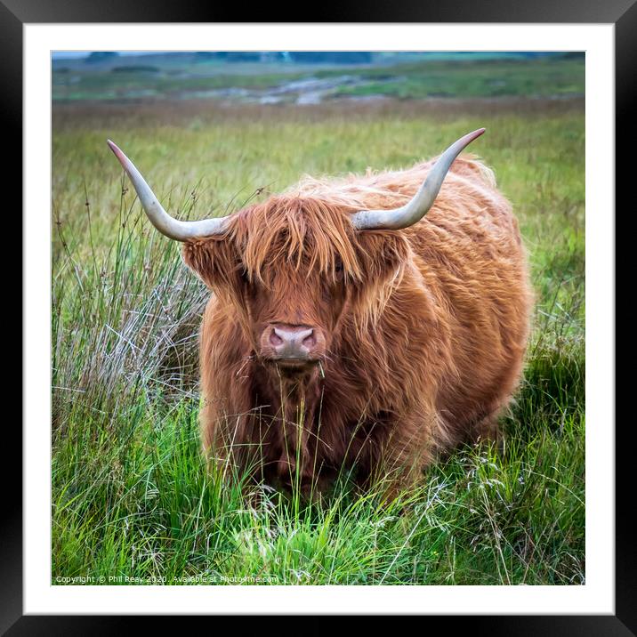 Hairy Coo-Highland Cattle Framed Mounted Print by Phil Reay