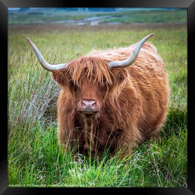 Hairy Coo-Highland Cattle Framed Print by Phil Reay