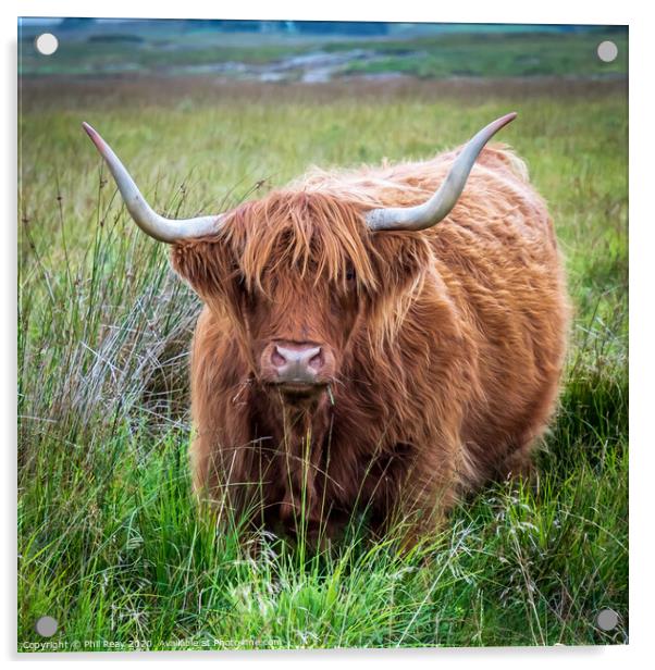 Hairy Coo-Highland Cattle Acrylic by Phil Reay
