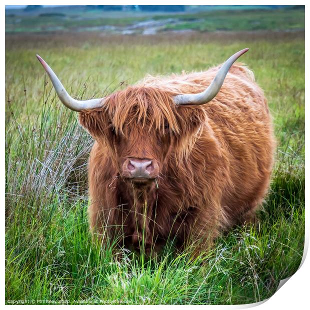 Hairy Coo-Highland Cattle Print by Phil Reay