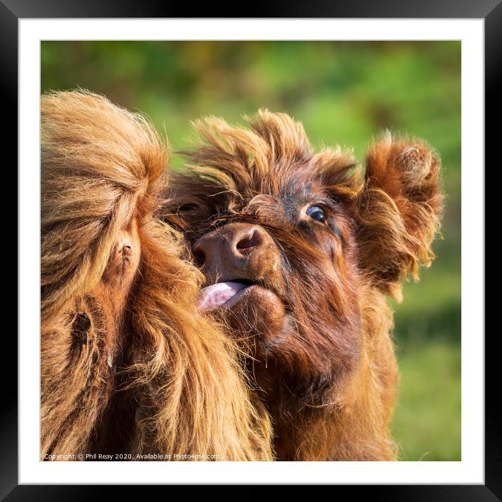 Hairy Coo closeup-funny face Framed Mounted Print by Phil Reay