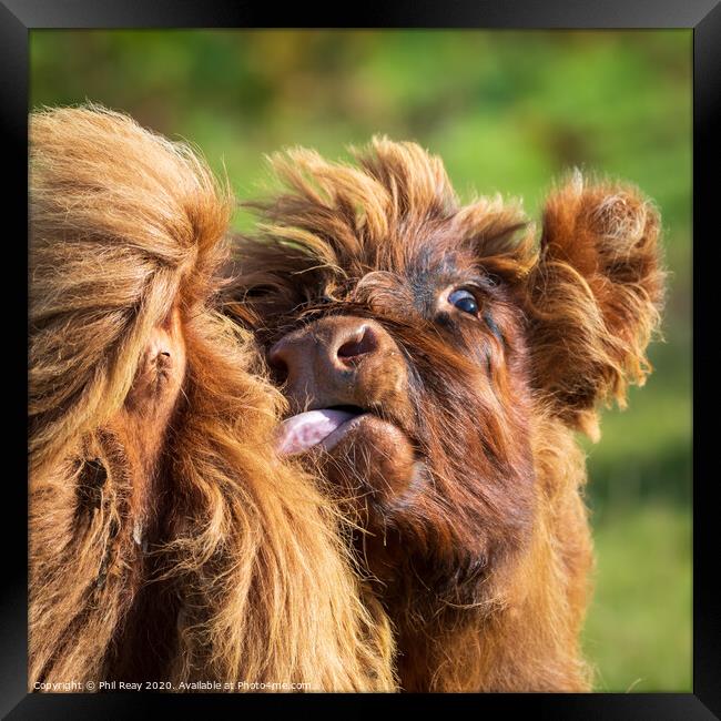 Hairy Coo closeup-funny face Framed Print by Phil Reay