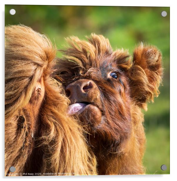 Hairy Coo closeup-funny face Acrylic by Phil Reay