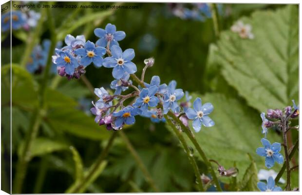Forget-me-not ; A reminder of Spring Canvas Print by Jim Jones