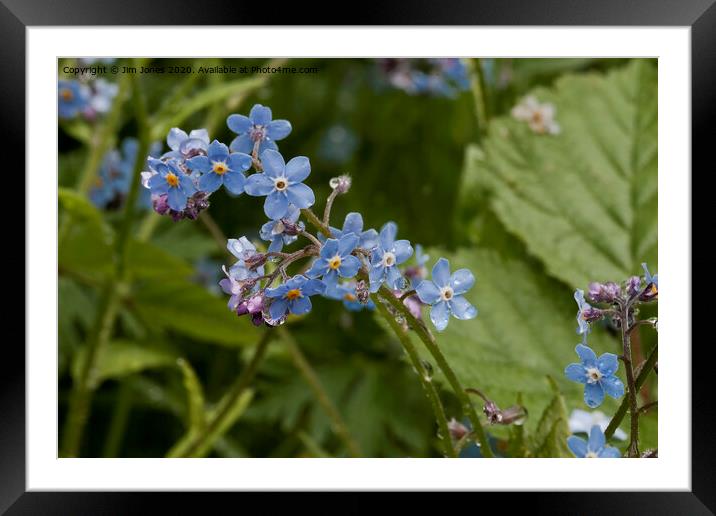 Forget-me-not ; A reminder of Spring Framed Mounted Print by Jim Jones