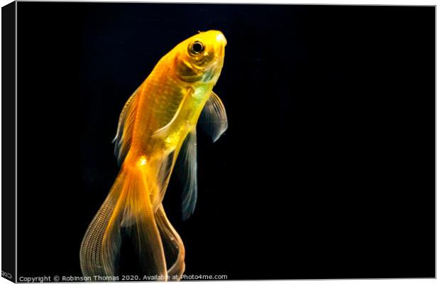 Goldfish in black background Canvas Print by Robinson Thomas