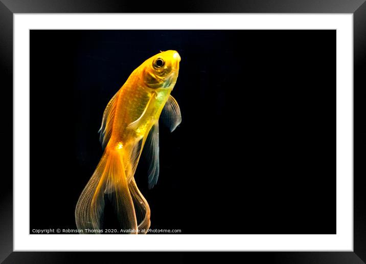 Goldfish in black background Framed Mounted Print by Robinson Thomas