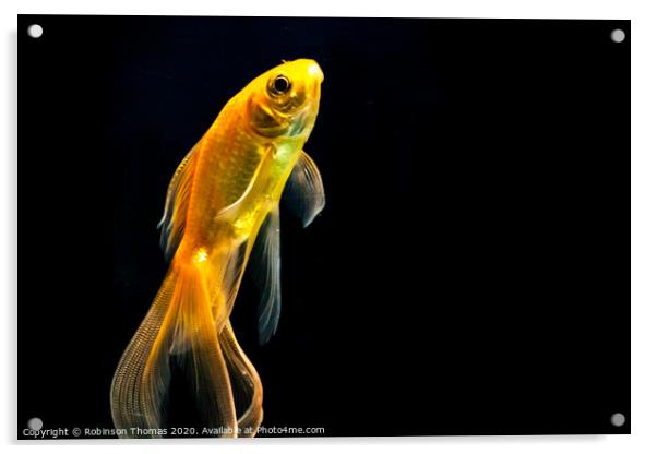 Goldfish in black background Acrylic by Robinson Thomas