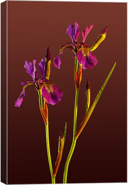 Two Irises Canvas Print by Pete Hemington