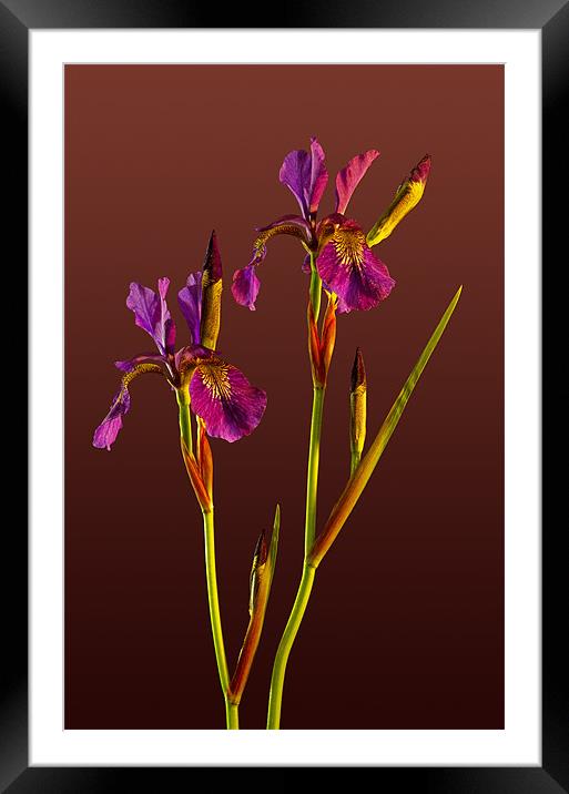 Two Irises Framed Mounted Print by Pete Hemington