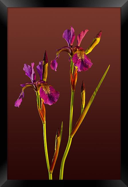 Two Irises Framed Print by Pete Hemington