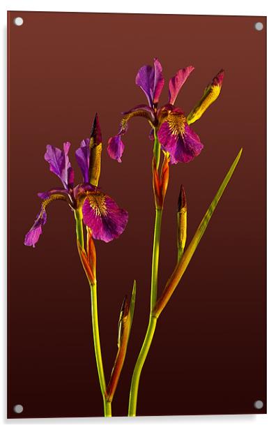 Two Irises Acrylic by Pete Hemington