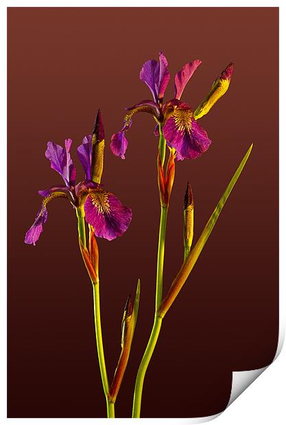 Two Irises Print by Pete Hemington