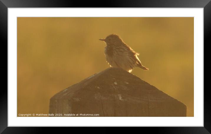 Bird on a post Framed Mounted Print by Matthew Balls