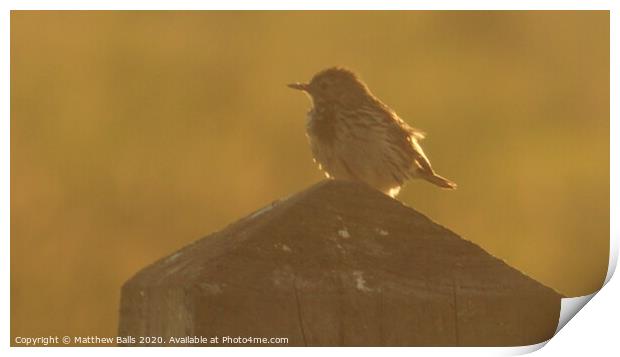 Bird on a post Print by Matthew Balls