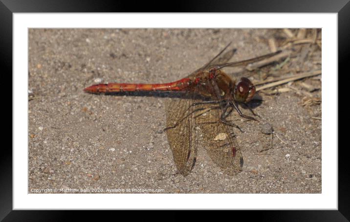 Insect on the Ground Framed Mounted Print by Matthew Balls