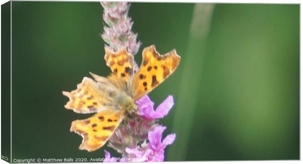 Comma Buttefly Close up Canvas Print by Matthew Balls