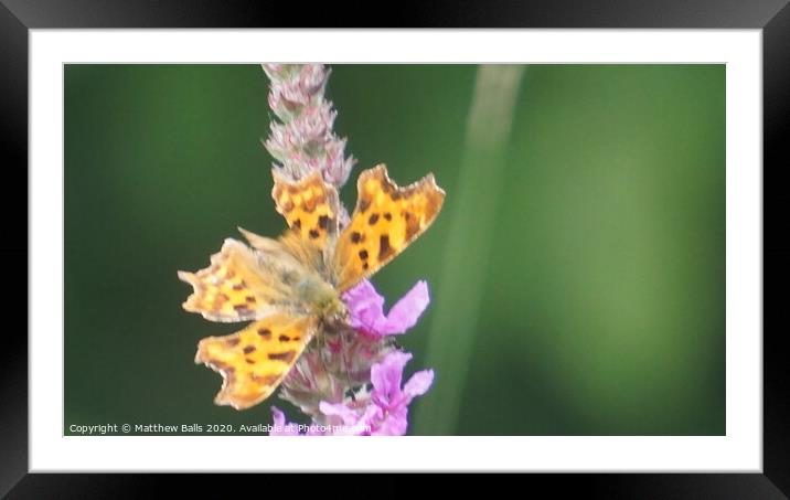 Comma Buttefly Close up Framed Mounted Print by Matthew Balls