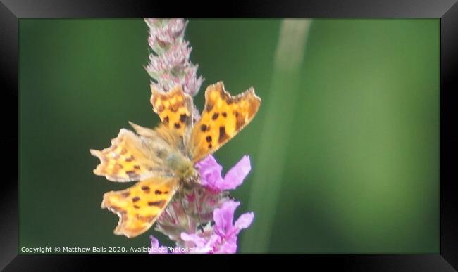 Comma Buttefly Close up Framed Print by Matthew Balls