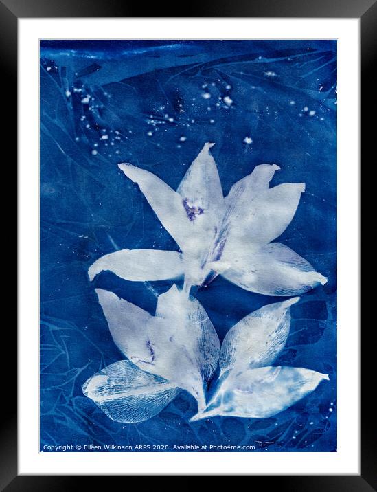 Blue Day Lillies Framed Mounted Print by Eileen Wilkinson ARPS EFIAP