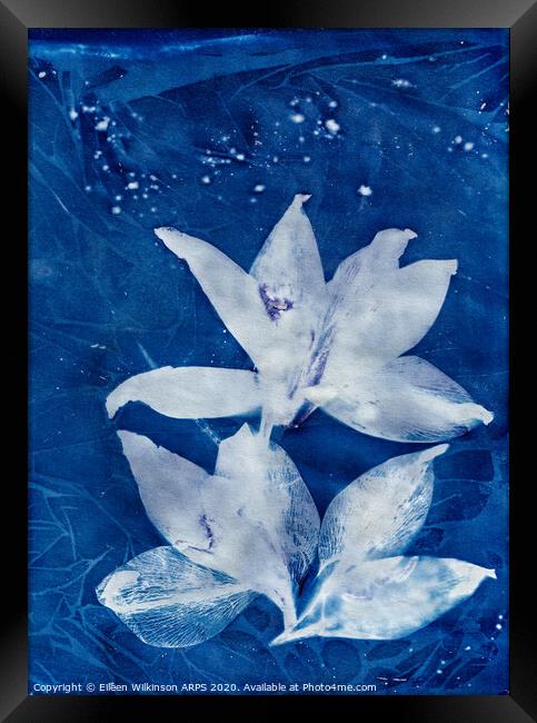 Blue Day Lillies Framed Print by Eileen Wilkinson ARPS EFIAP
