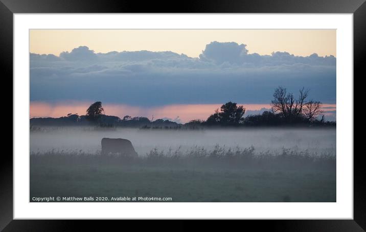 Cows in the mist Framed Mounted Print by Matthew Balls