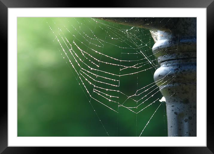 Misty spiders web Framed Mounted Print by susan potter