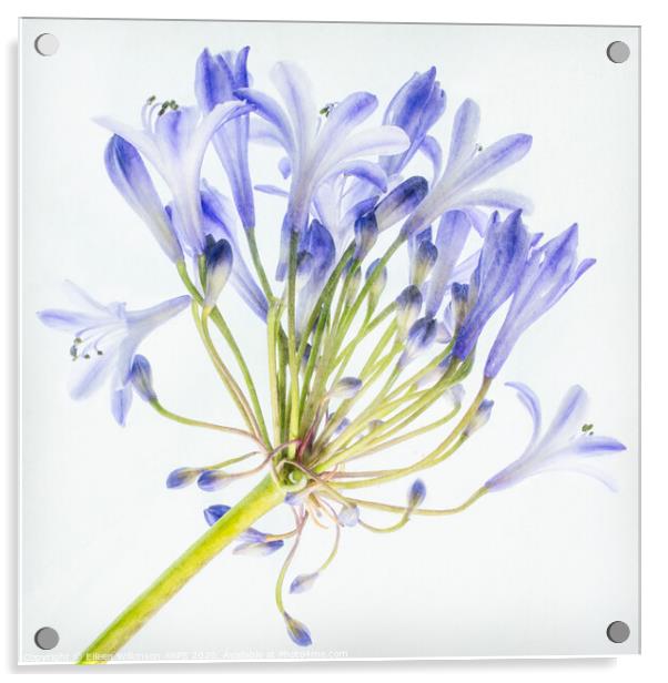 Blue Agapanthus Acrylic by Eileen Wilkinson ARPS EFIAP