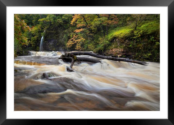 Tree in the river Tawe Framed Mounted Print by Leighton Collins