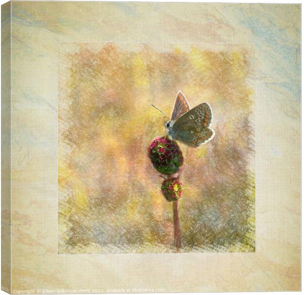 Framed Butterfly Canvas Print by Eileen Wilkinson ARPS EFIAP