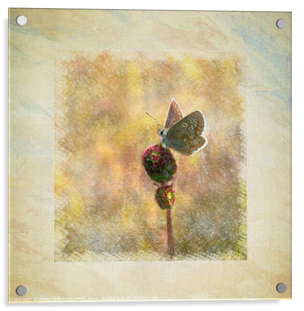 Framed Butterfly Acrylic by Eileen Wilkinson ARPS EFIAP