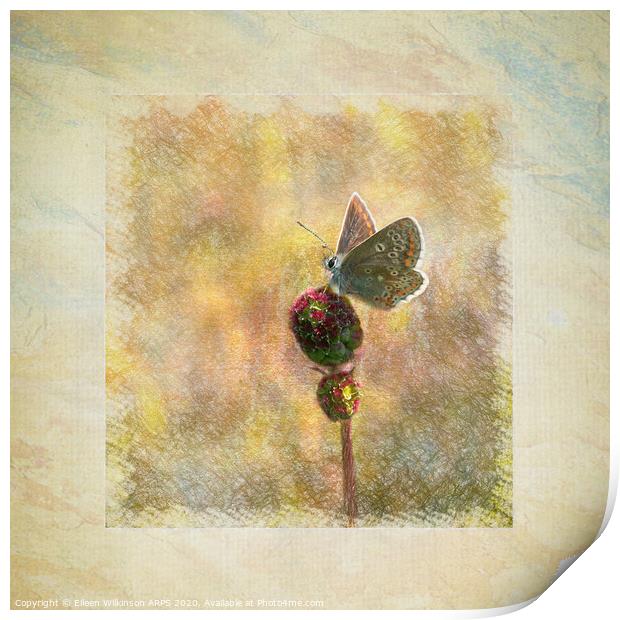 Framed Butterfly Print by Eileen Wilkinson ARPS EFIAP
