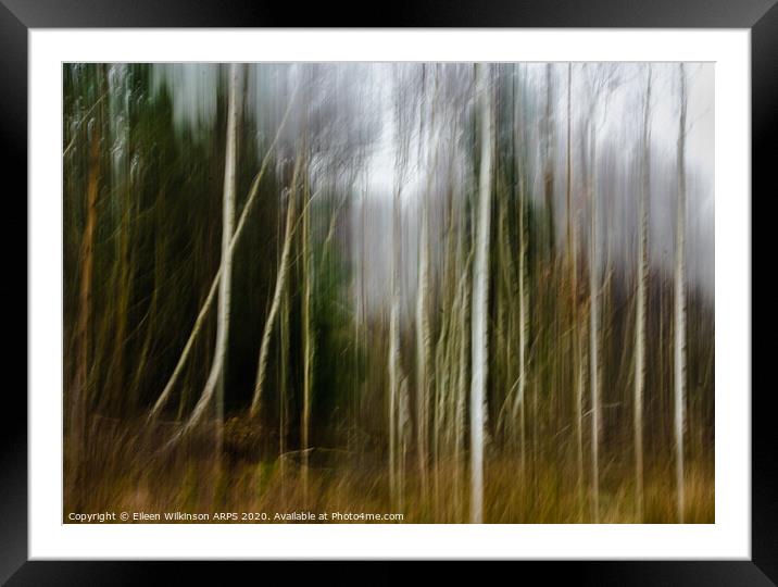 Silver birches Framed Mounted Print by Eileen Wilkinson ARPS EFIAP