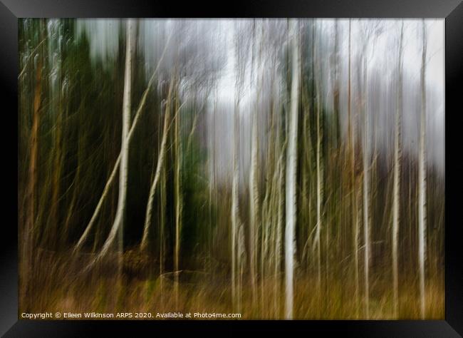 Silver birches Framed Print by Eileen Wilkinson ARPS EFIAP