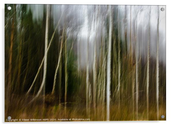 Silver birches Acrylic by Eileen Wilkinson ARPS EFIAP