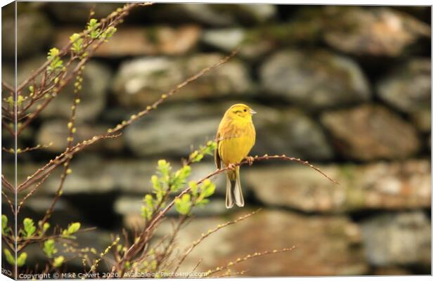 Yellow Hammer, Lake District  Canvas Print by Mike Calvert