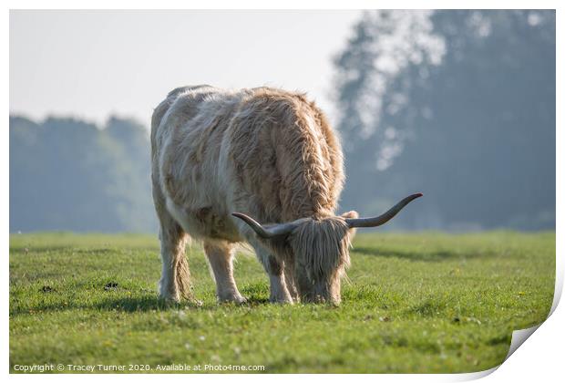 Highland Beauty Print by Tracey Turner