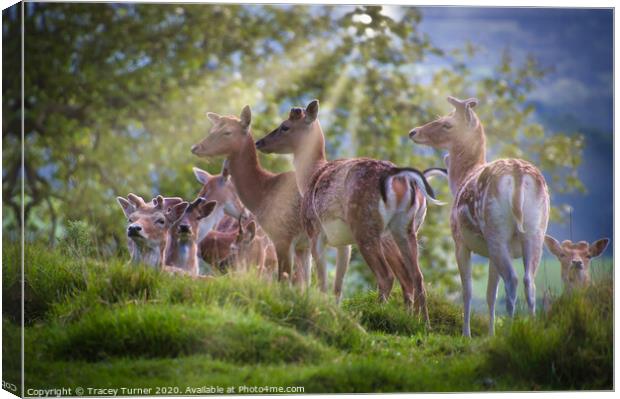Majestic Deer Family Glistening in Sunlight Canvas Print by Tracey Turner