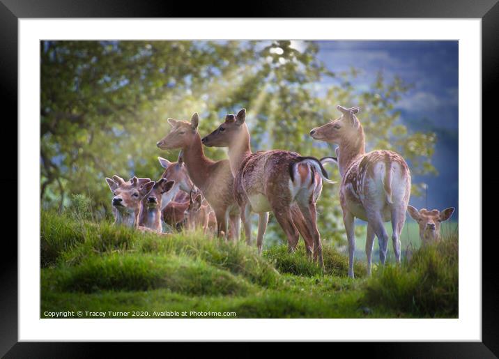 Majestic Deer Family Glistening in Sunlight Framed Mounted Print by Tracey Turner